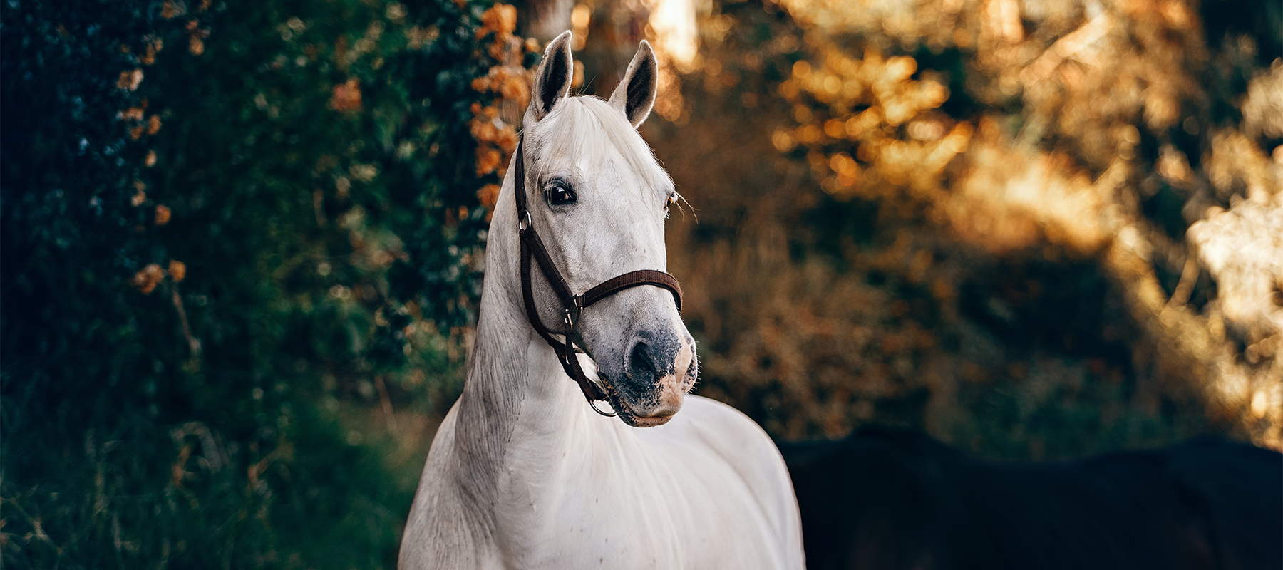 Equiflair Explains: Our Equipoints Loyalty Program