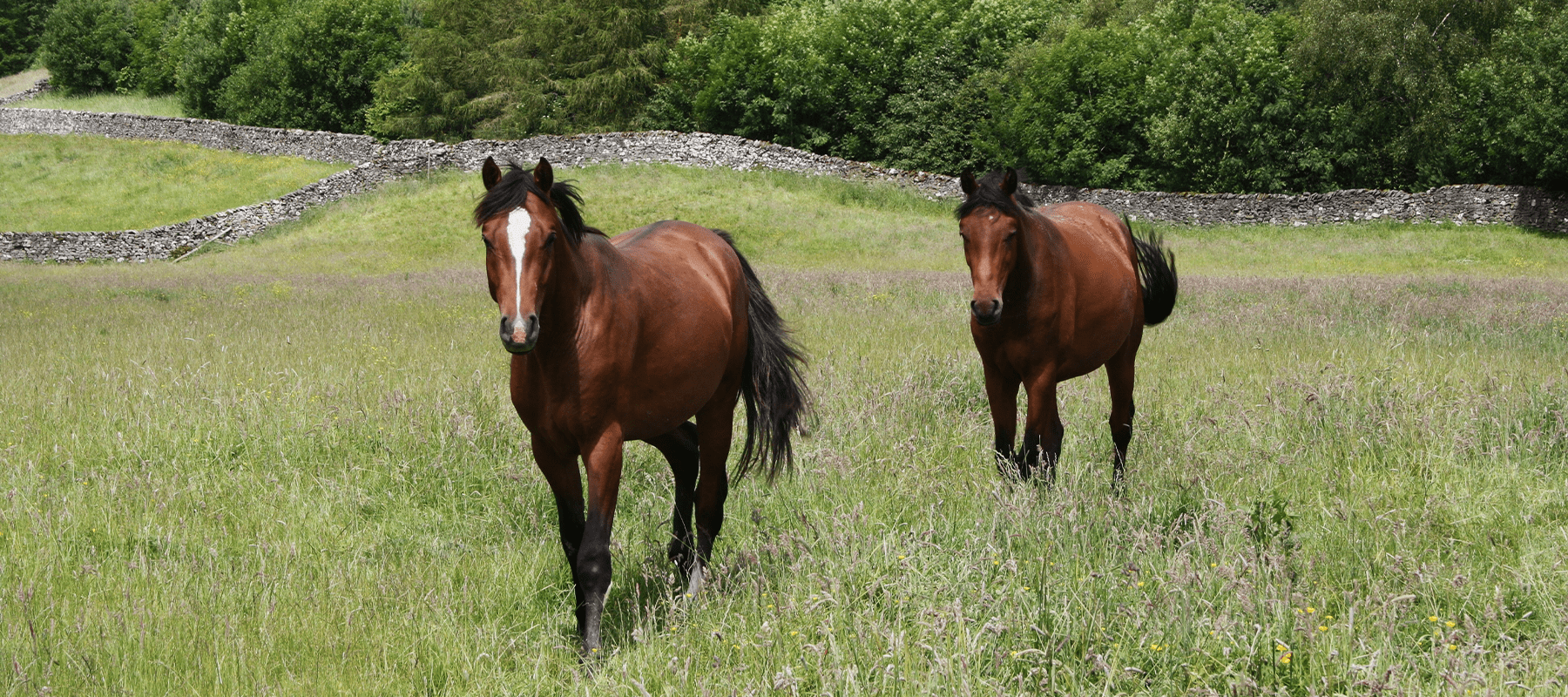 Equiflair Explains: How to De-worm a Difficult Horse - Equiflair