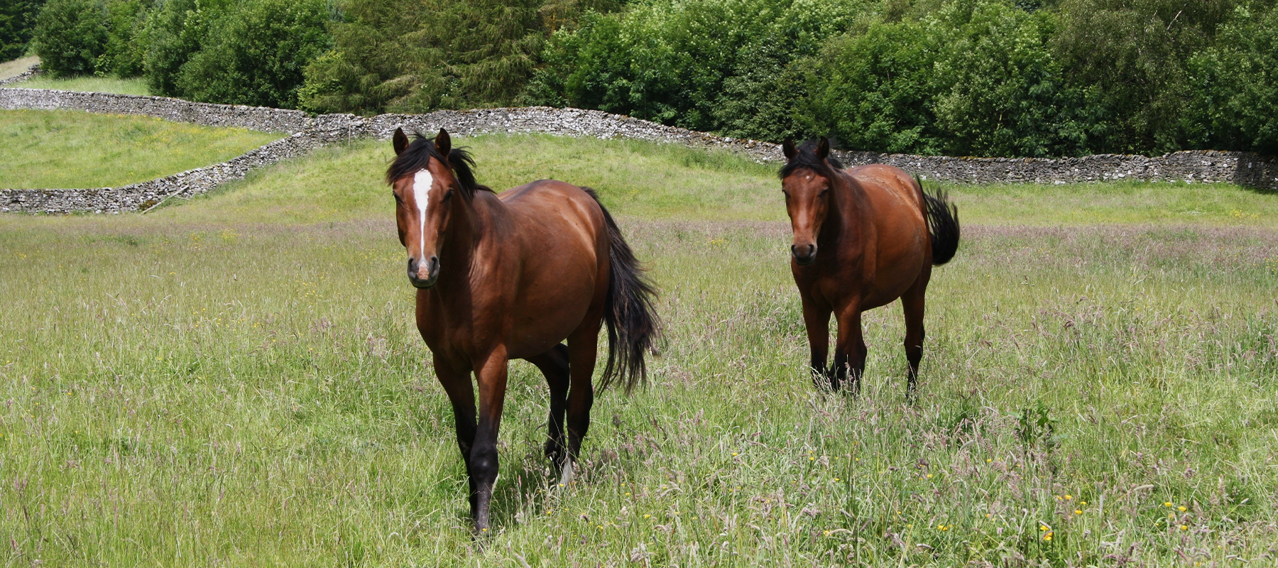 Equiflair Explains: How to De-worm a Difficult Horse