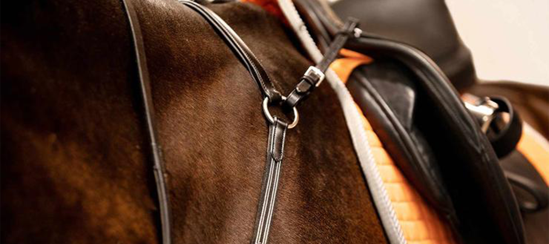 Equilfair Explains: What is a Breastplate and When are They Needed?