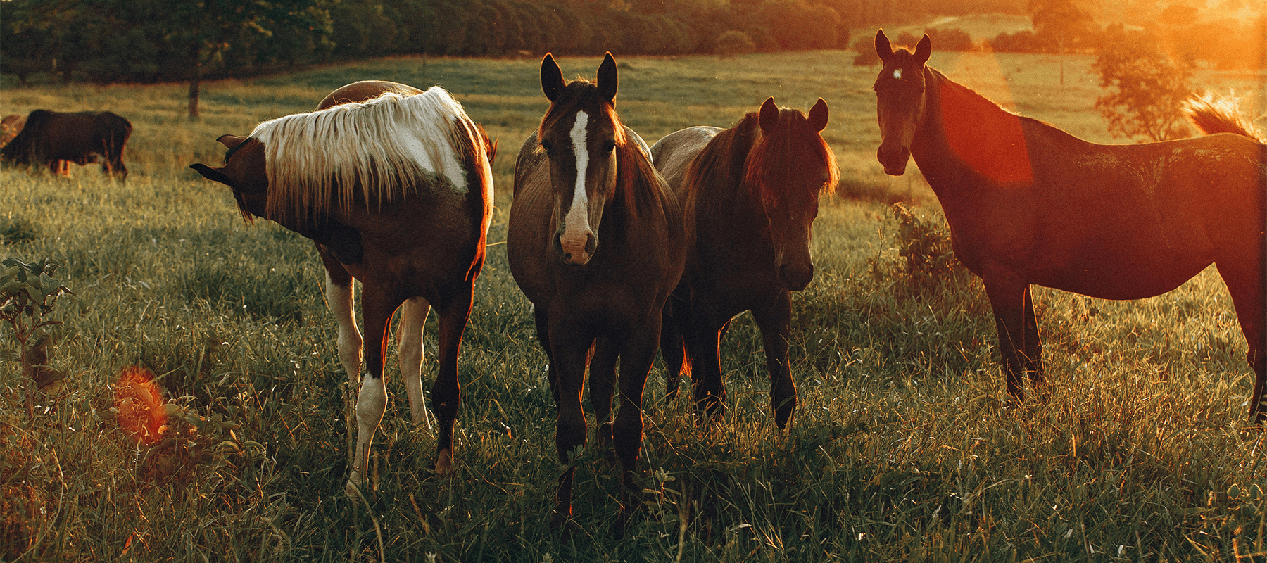Equiflair Explains: How to Look After Your Horse in a Heatwave - Equiflair