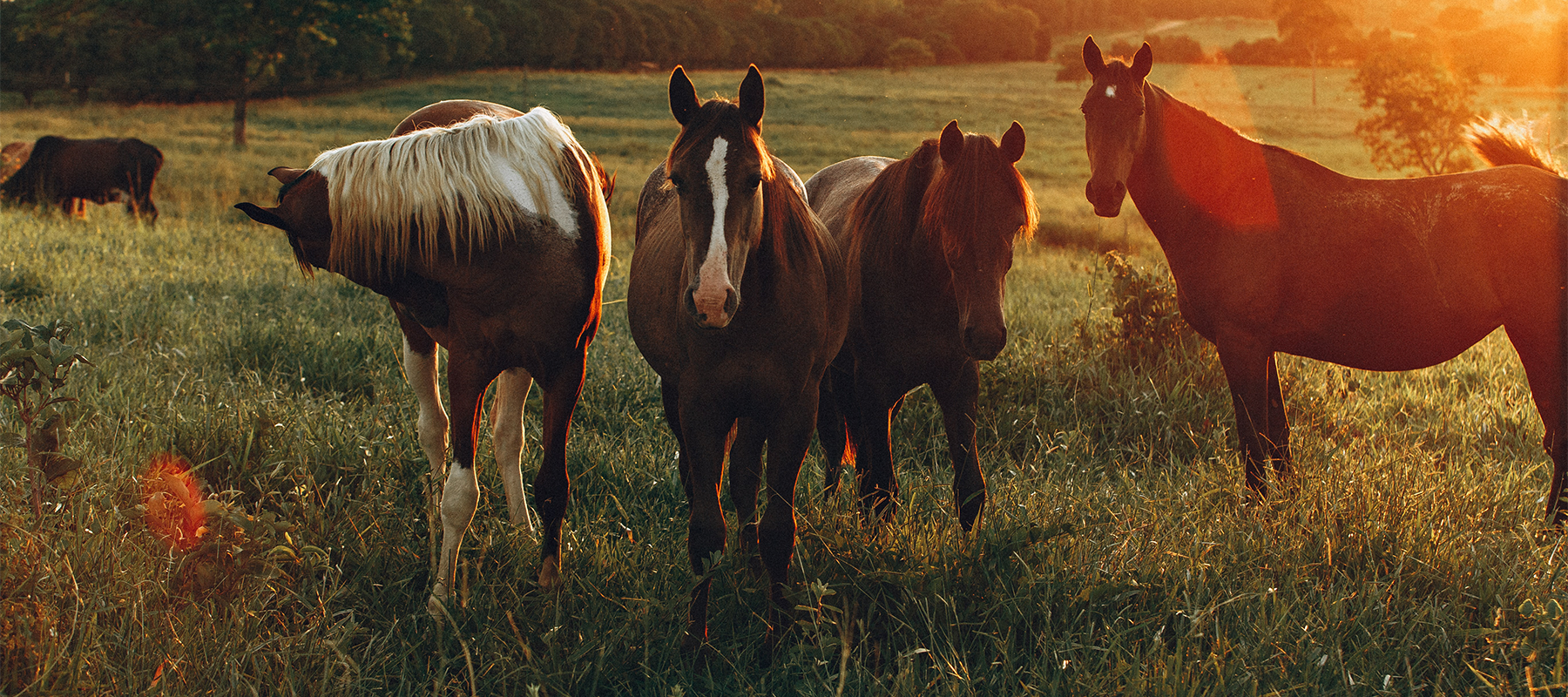 Equiflair Explains: How to Look After Your Horse in a Heatwave
