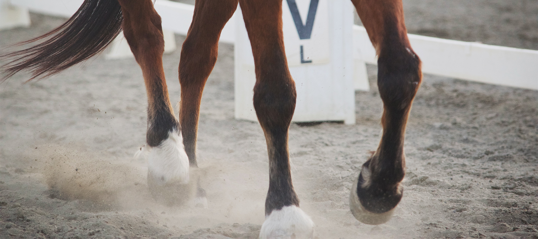 Olympics 2021: Our Guide to the Dressage