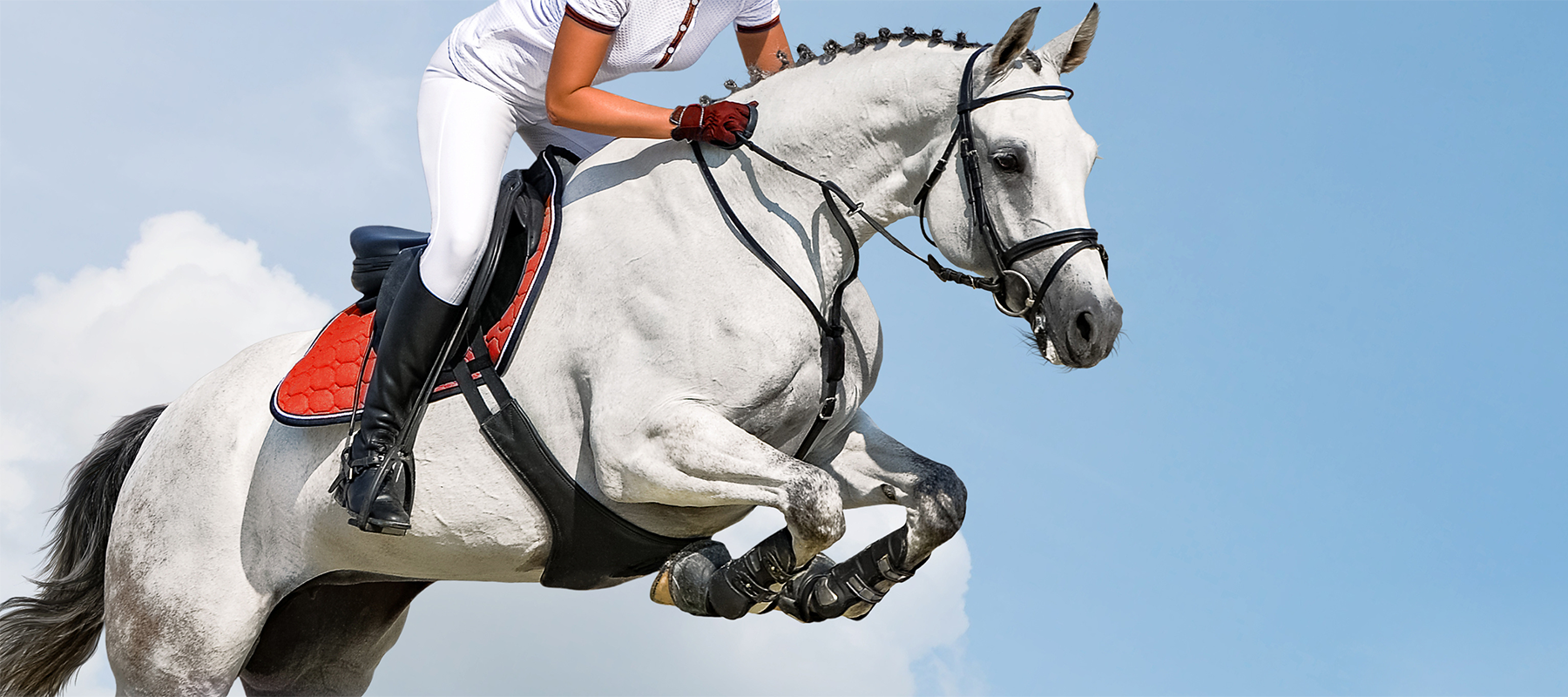 How is show jumping scored? A beginner’s guide to understanding the sport
