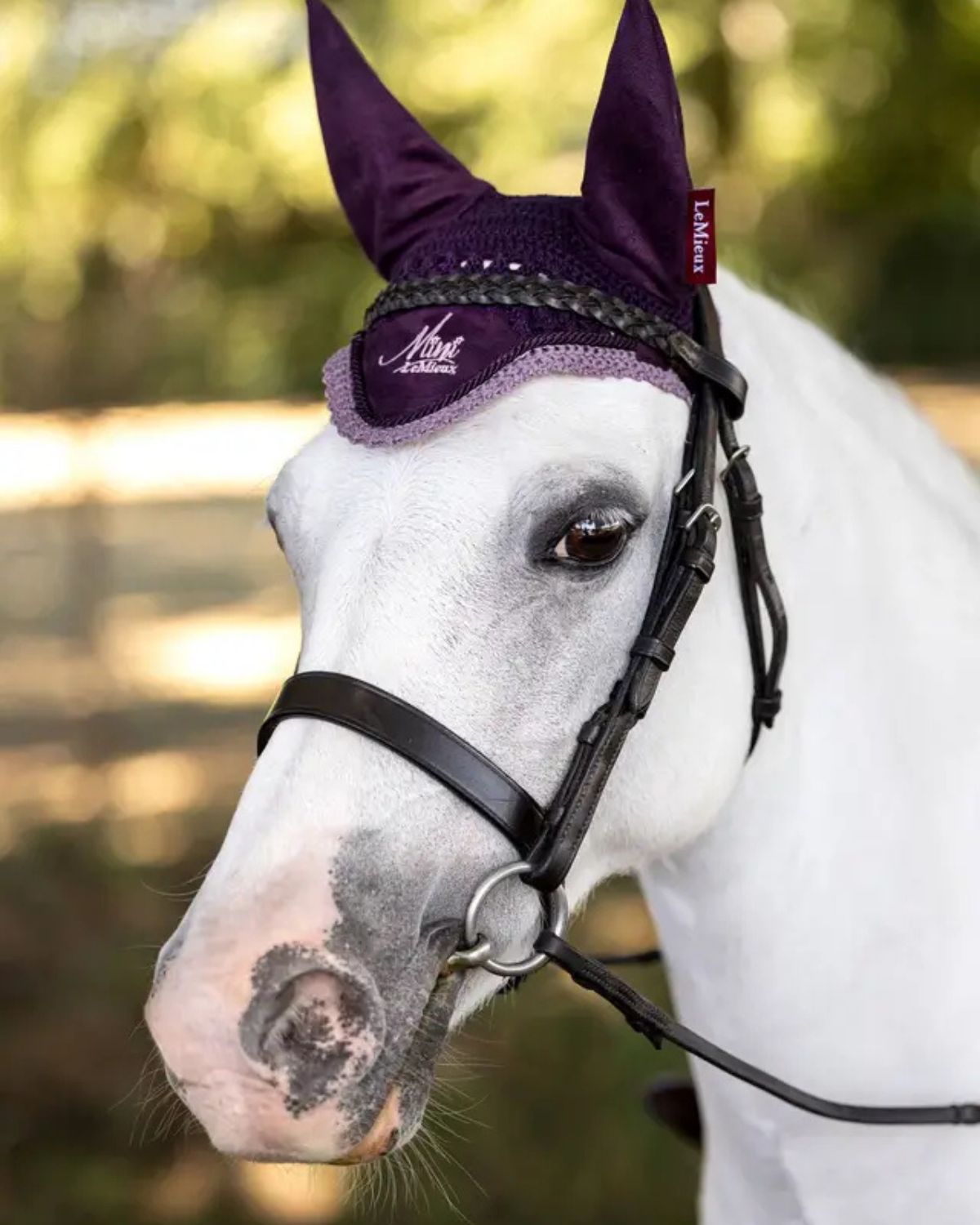 White pony wearing purple Lemieux Mini Fly Hood. Equestrian fly protection for ponies. Stylish & functional horse fly mask.