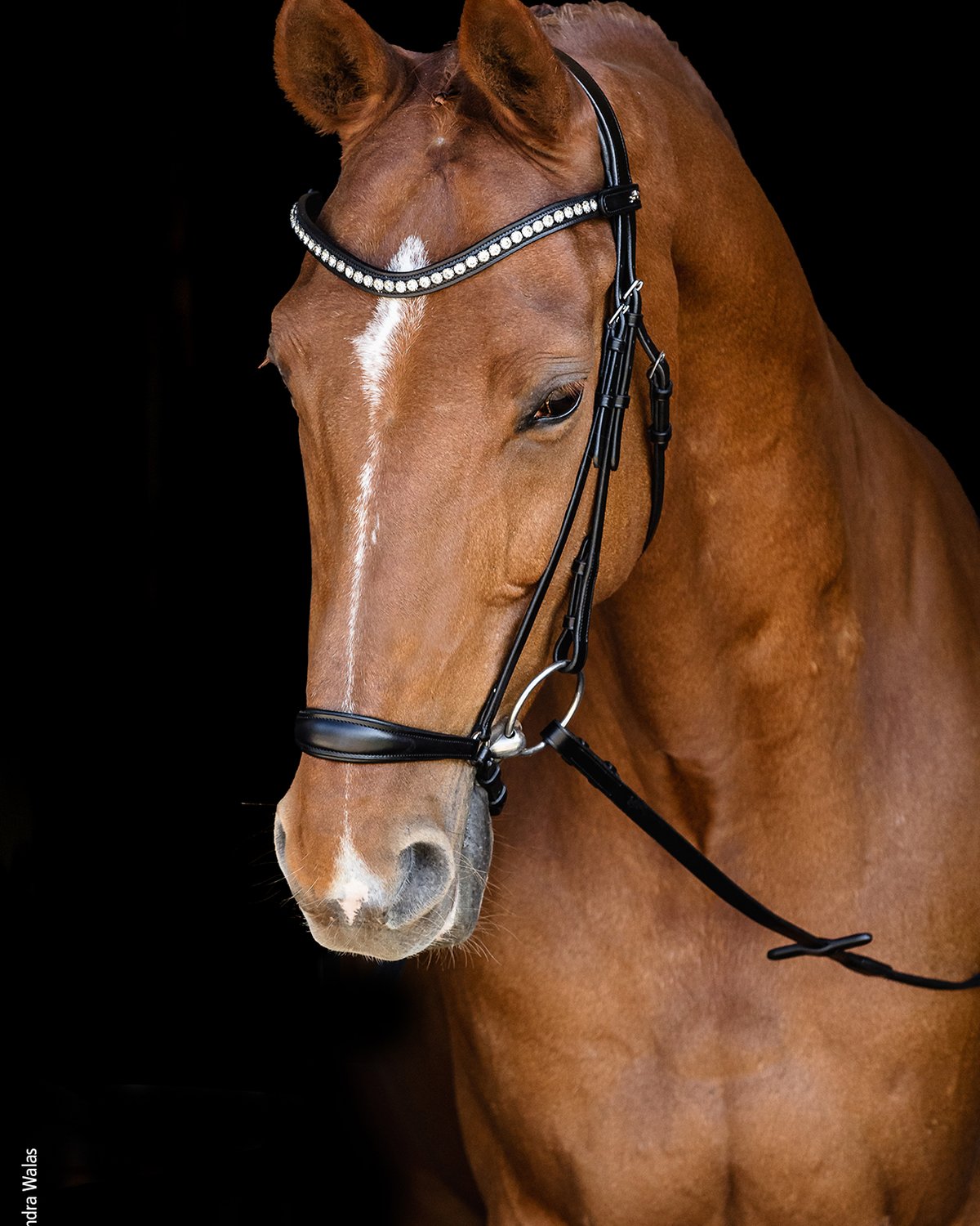 Schockemohle Bridle Pisa black/silver