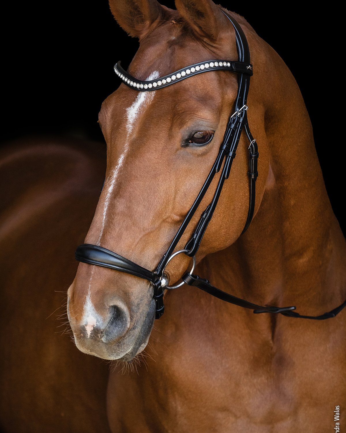 Schockemohle Bridle Pisa black/silver