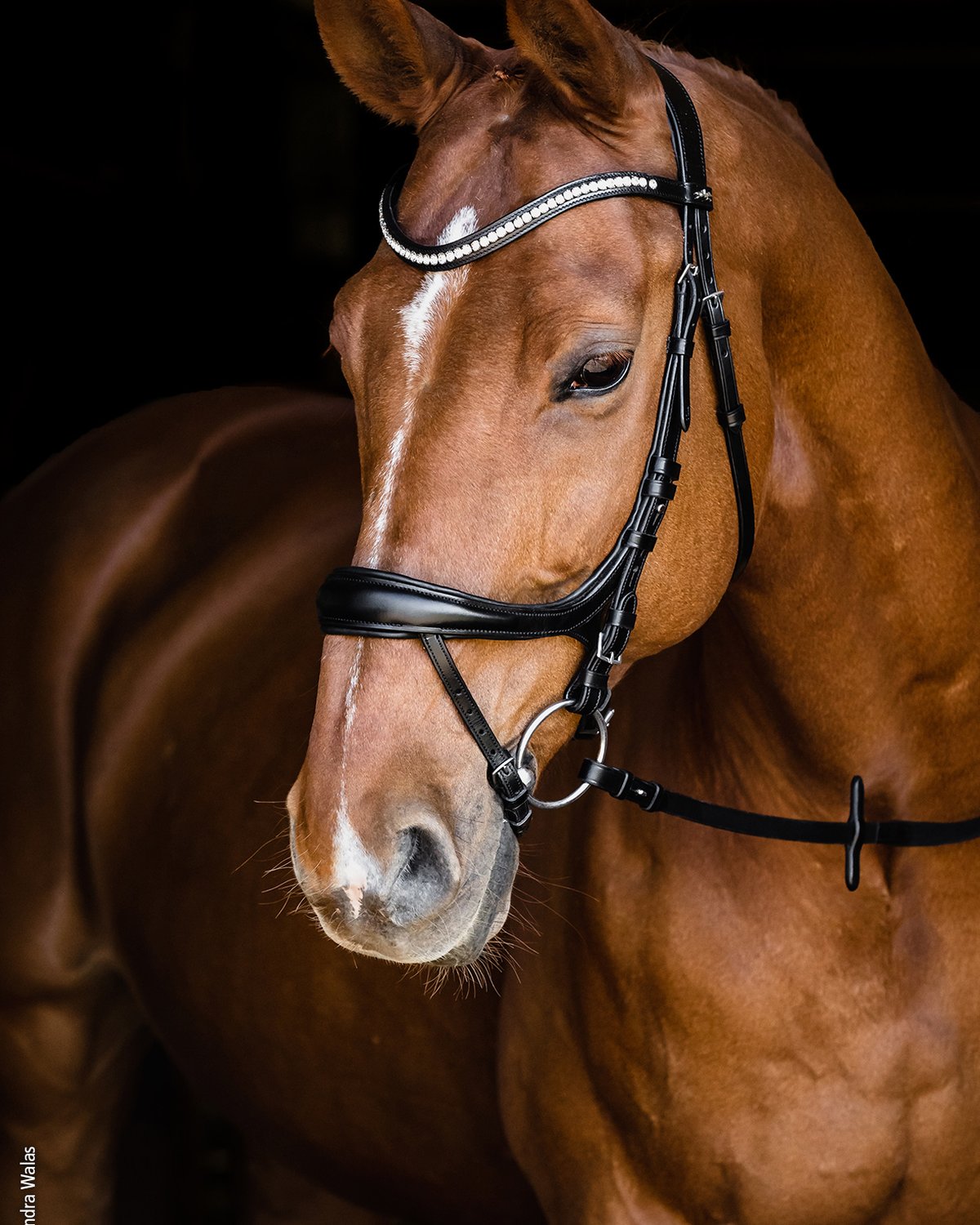 Schockemohle Bridle Equitus Beta black/silver