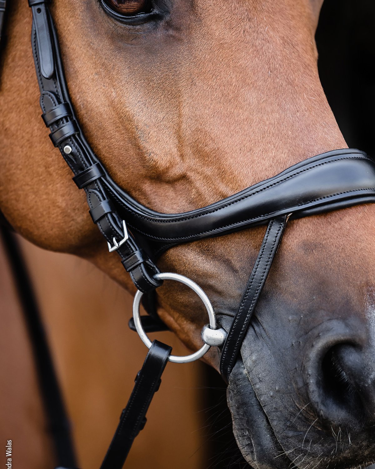 Schockemohle Bridle Equitus Beta black/silver