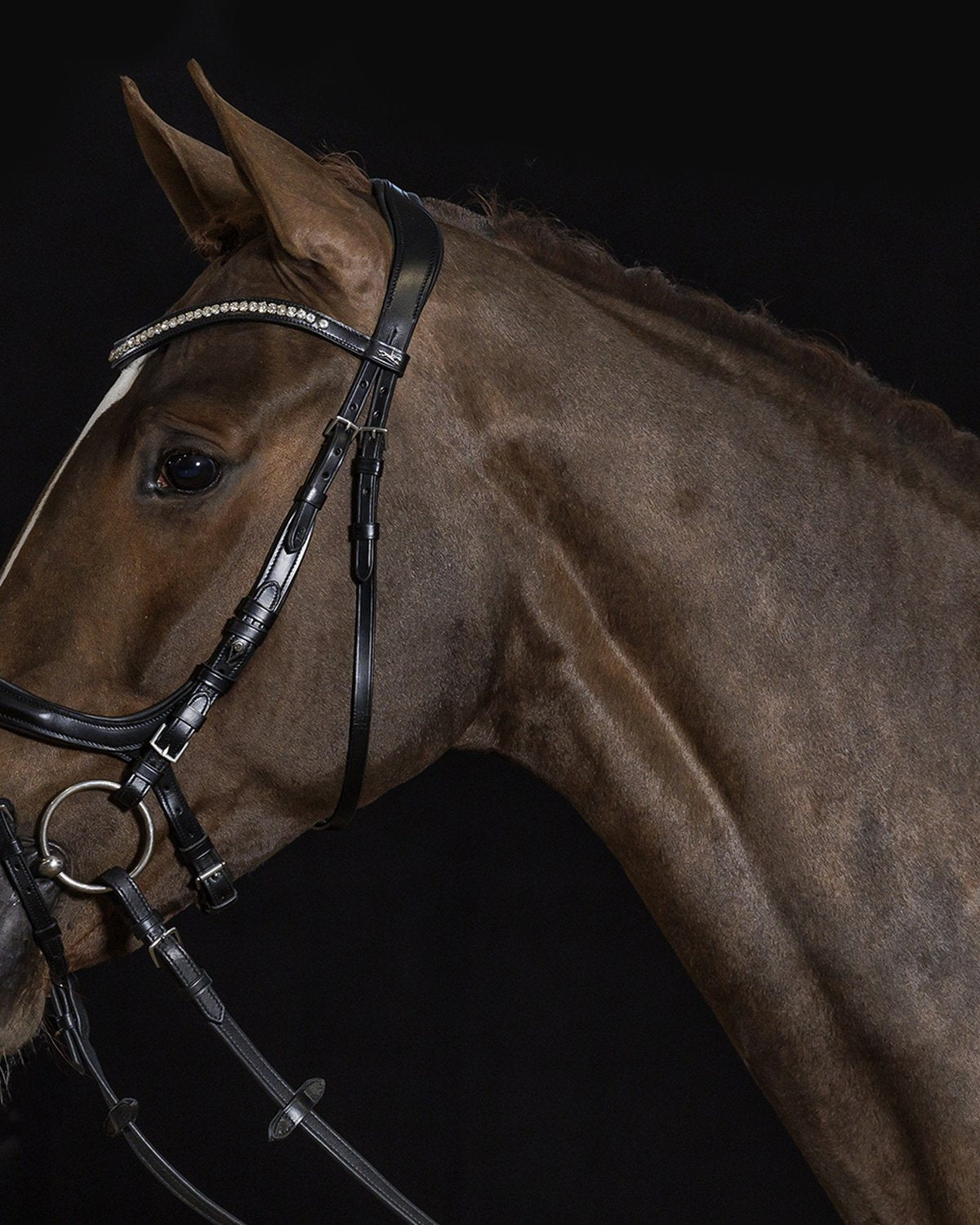 Schockemohle Bridle Equitus Beta black/silver