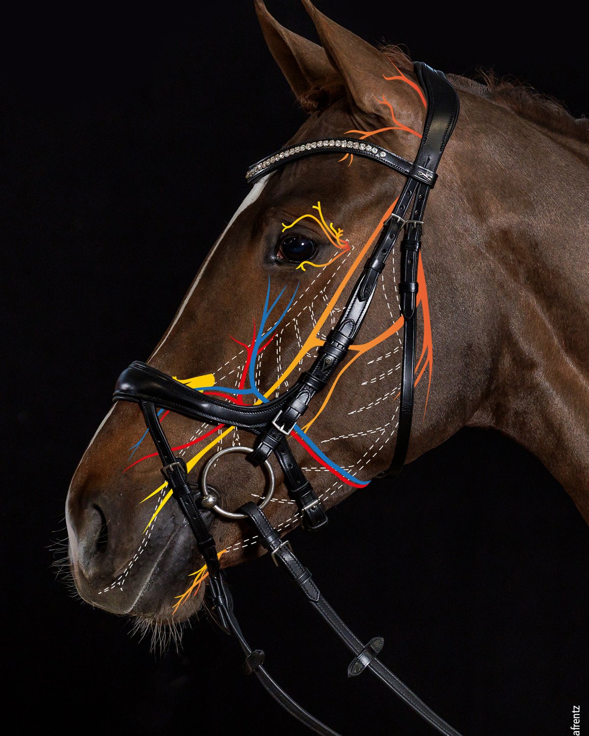 Schockemohle Bridle Equitus Beta black patent/silver
