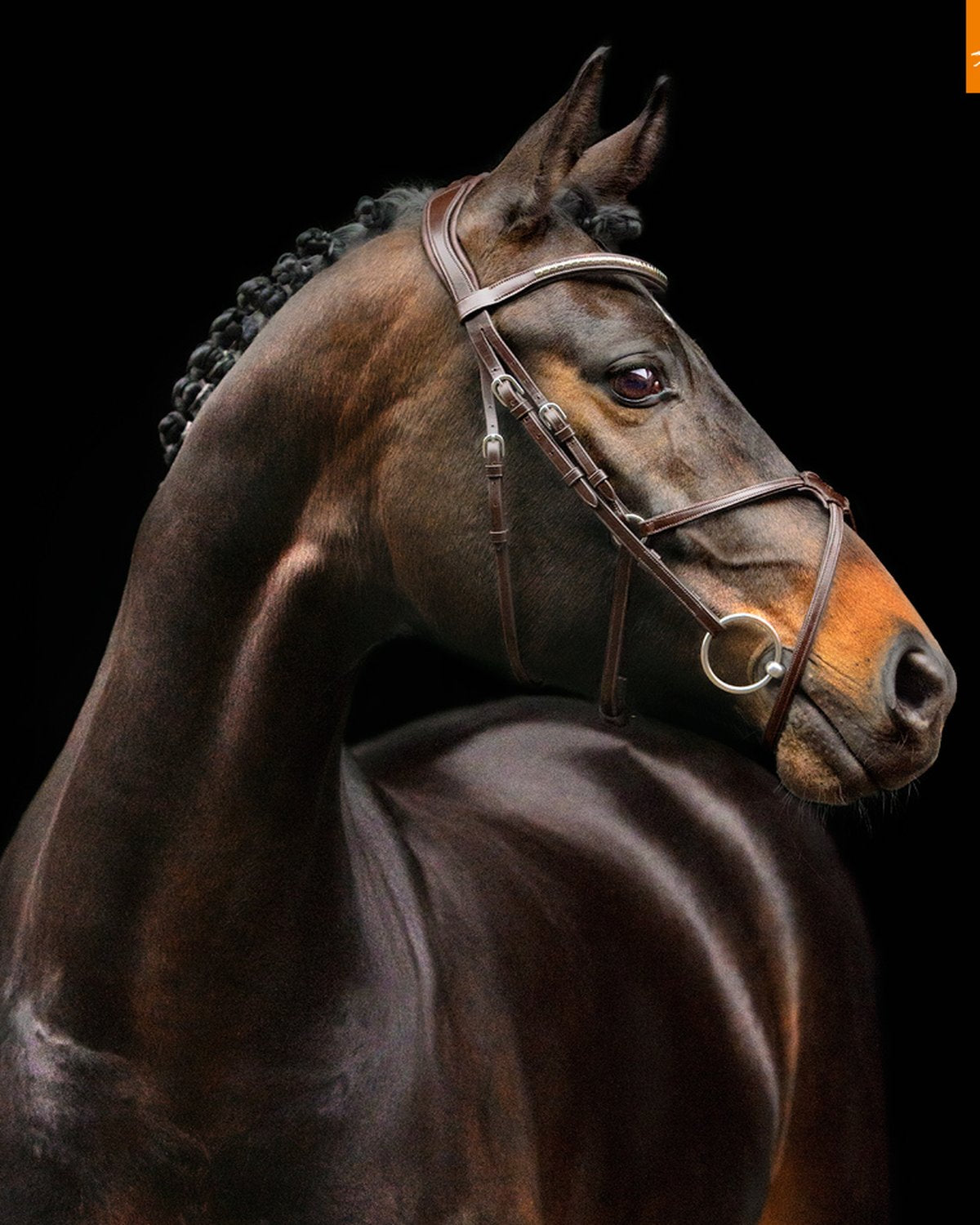 Schockemohle Bridle Rio Select espresso/silver