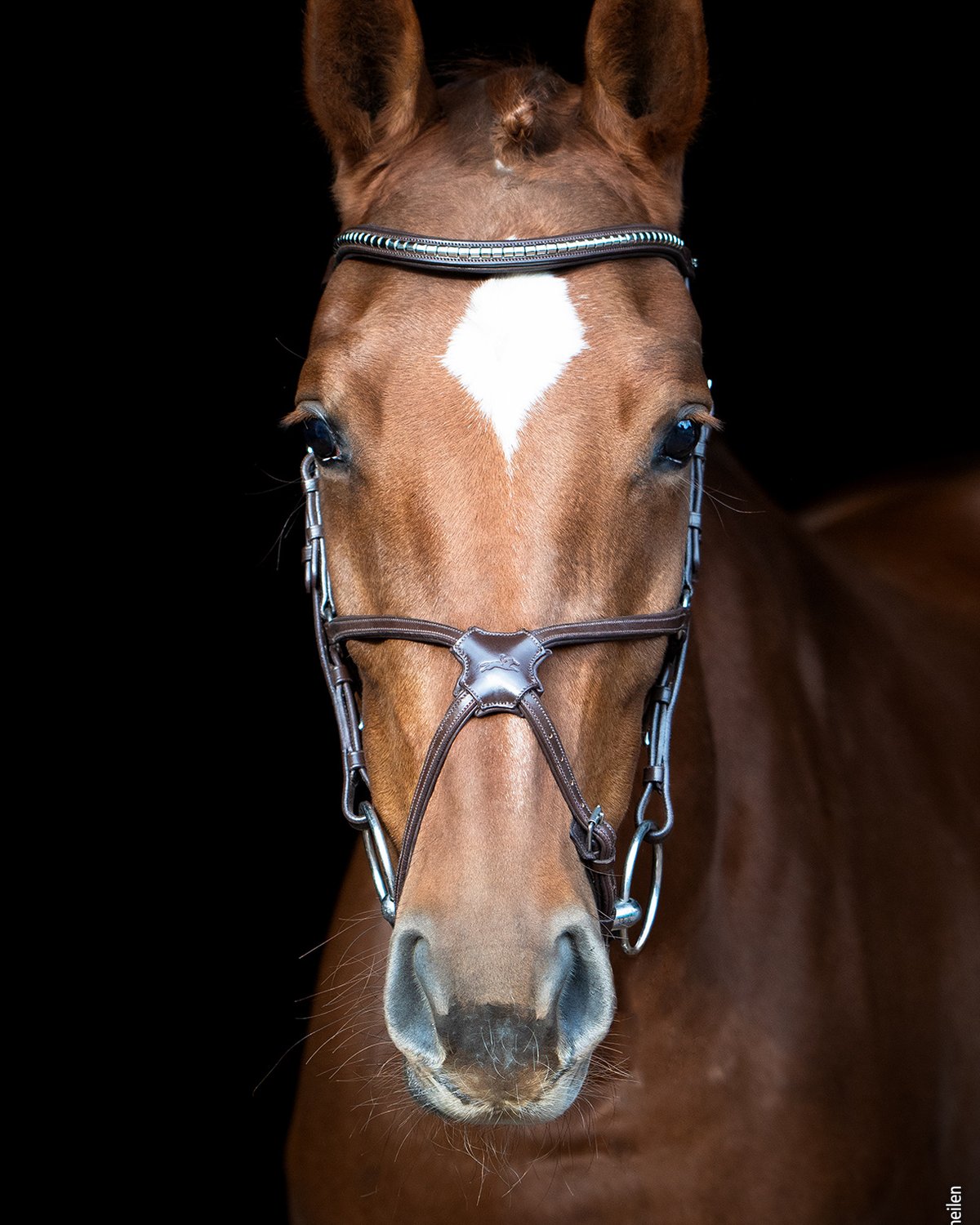 Schockemohle Bridle Rio Select espresso/silver