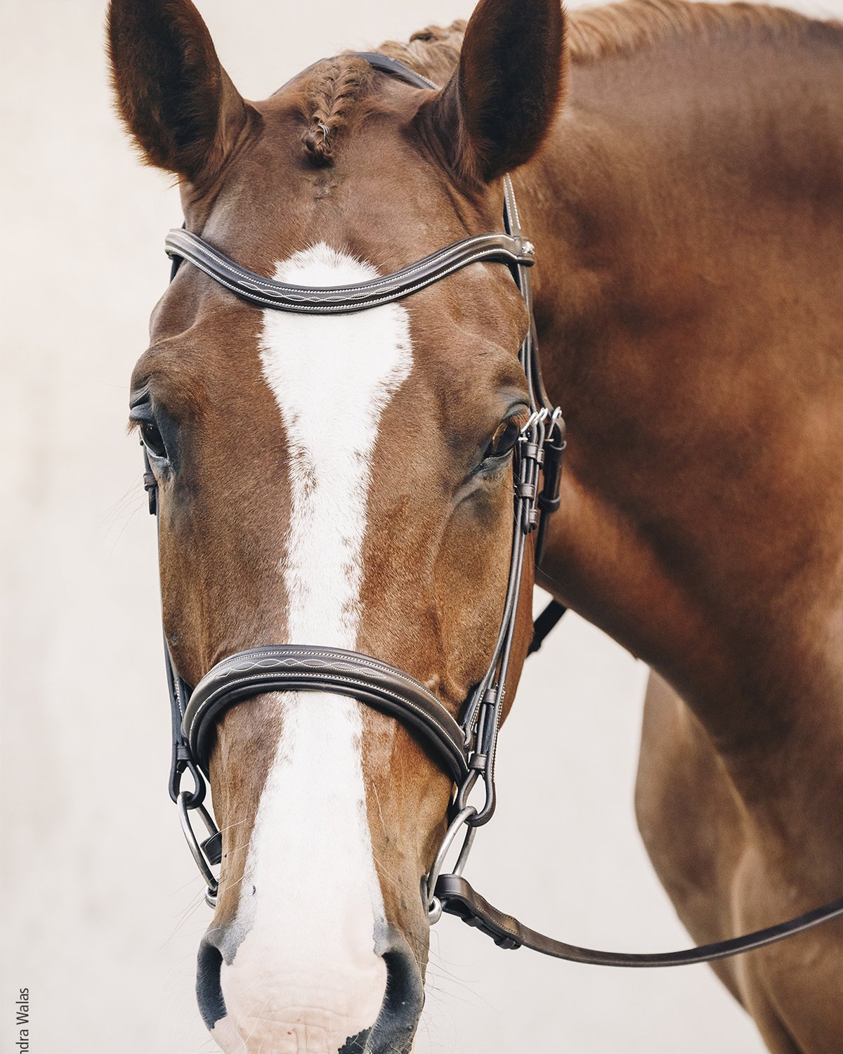 Schockemohle Bridle Montreal Select espresso/cream/silver