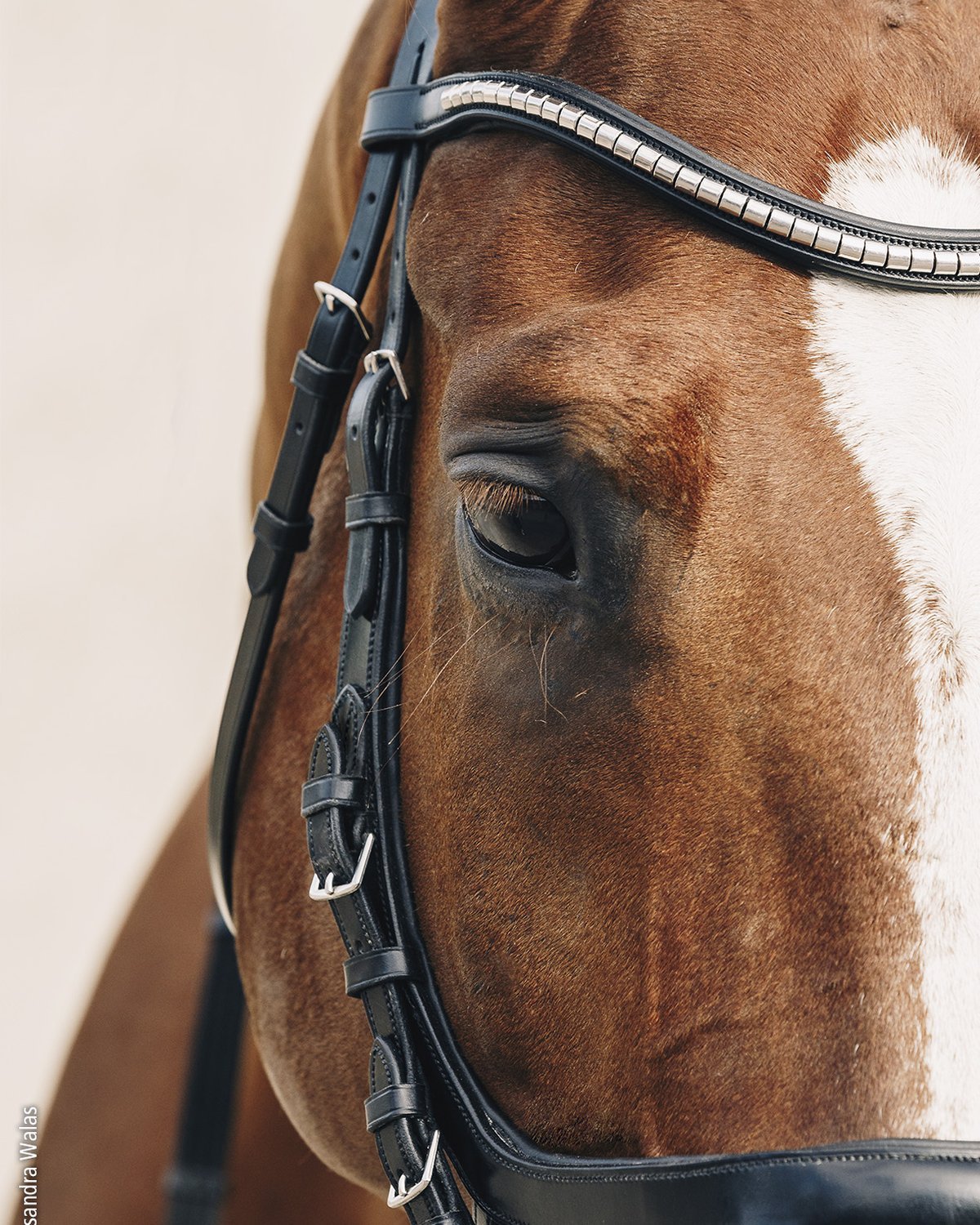 Schockemohle Equitus Omega Anatomic Bridle Black/Silver | Equiflair