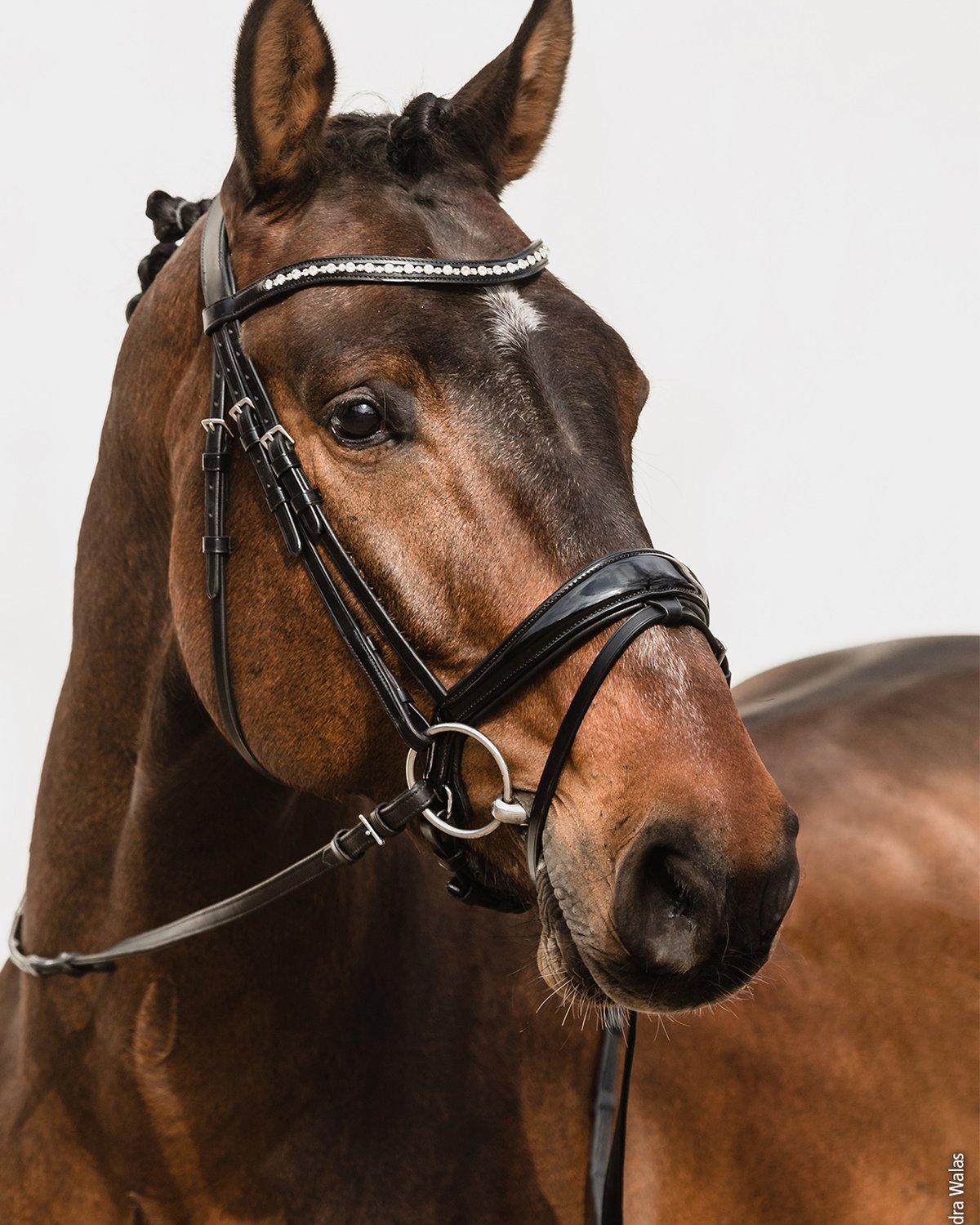Schockemohle Brantford Anatomical Bridle Black/Patent/Silver | Equiflair