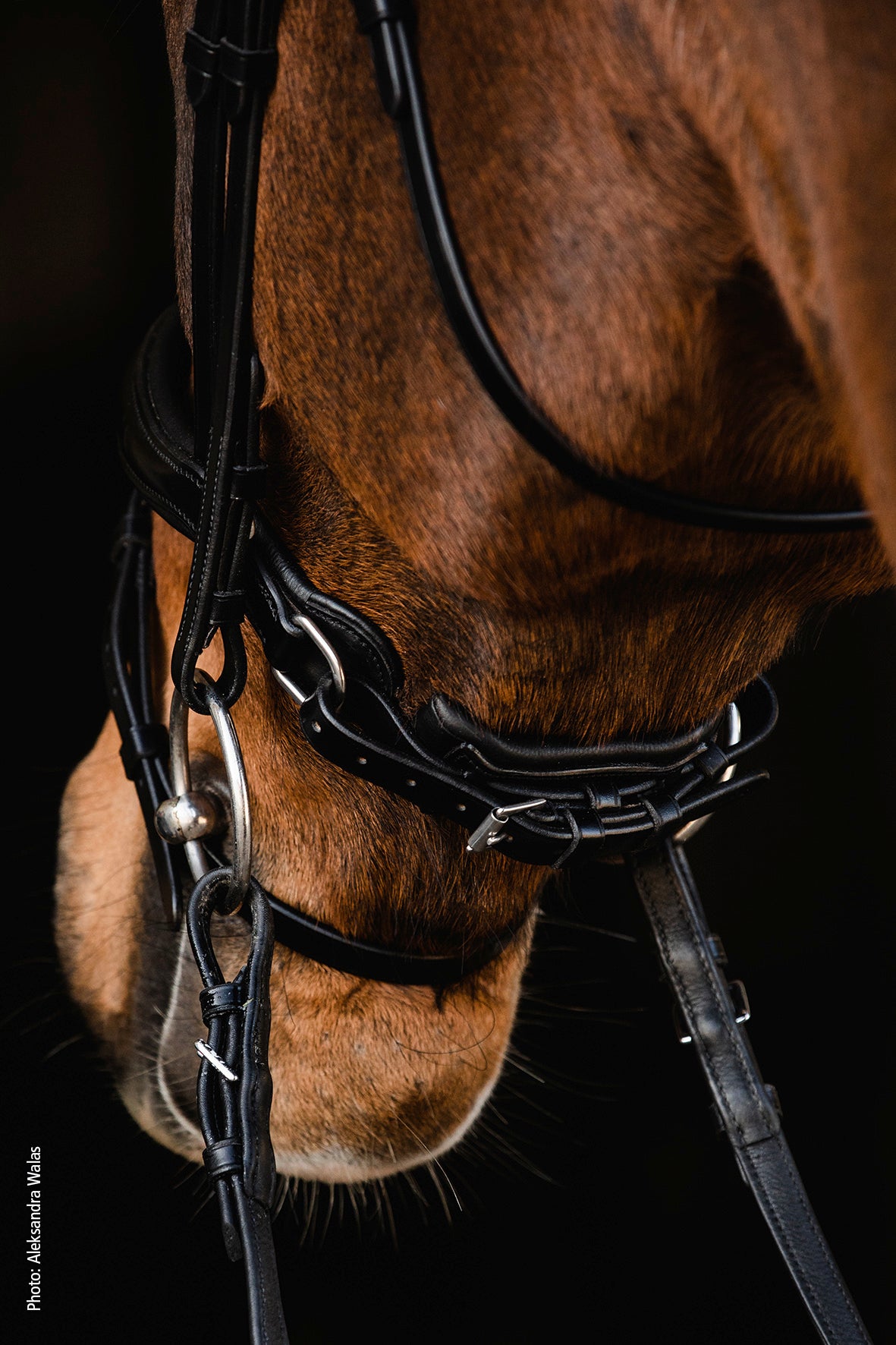 Schockemohle Brantford Anatomical Bridle Black/Patent/Silver | Equiflair