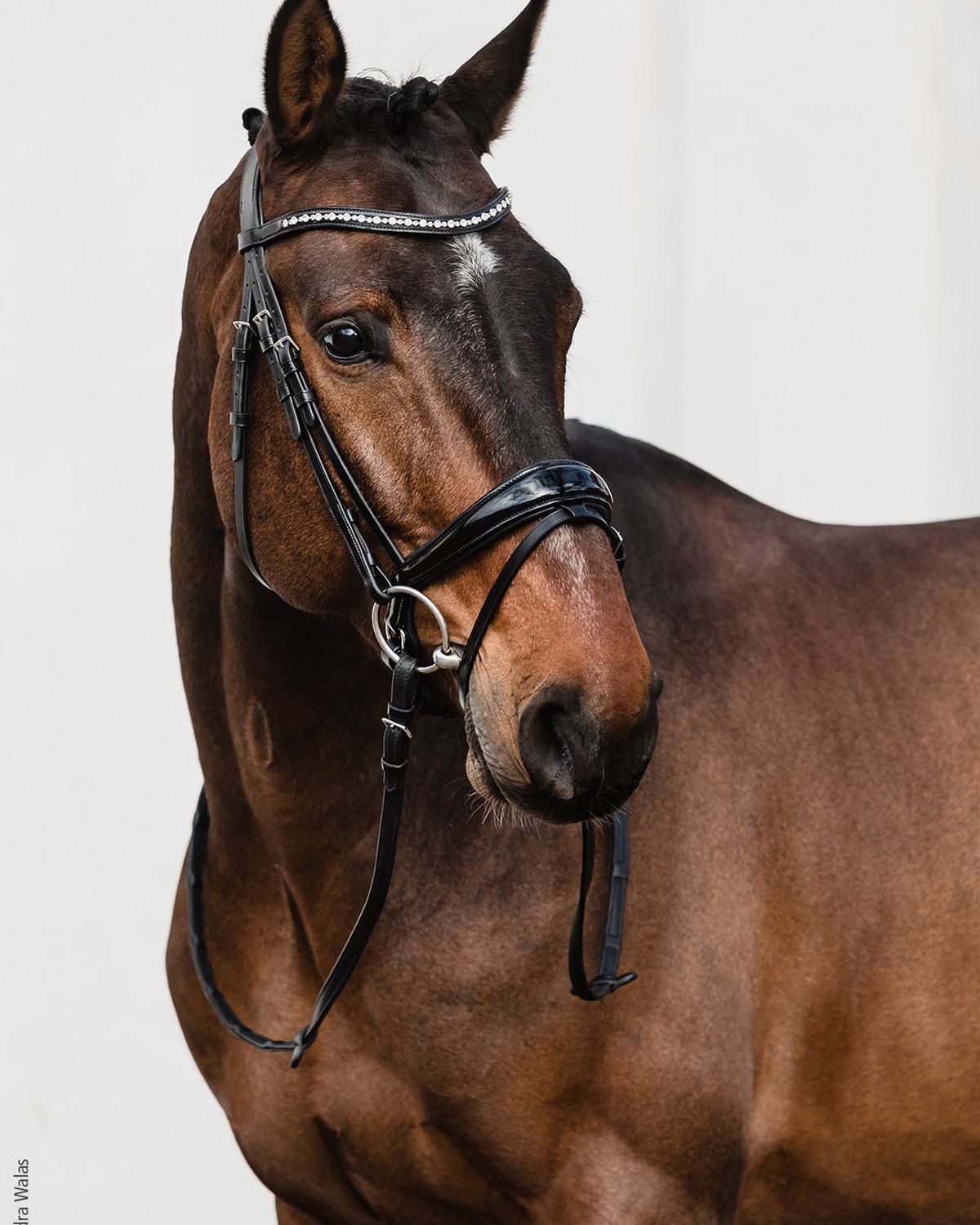 Schockemohle Brantford Anatomical Bridle Black/Patent/Silver | Equiflair