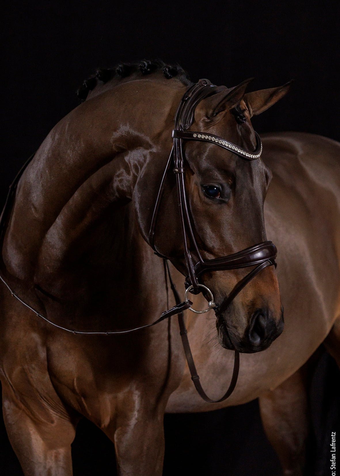 Schockemohle Bridle Westminster Espresso/Silver | Equiflair