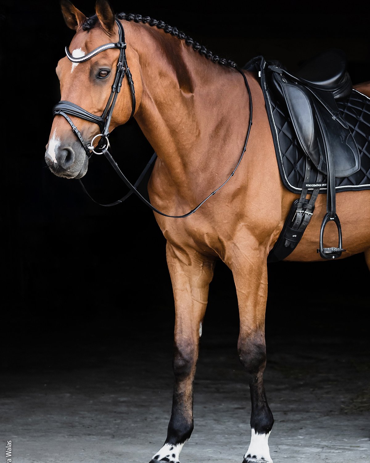 Schockemohle Bridle Charleston black/silver