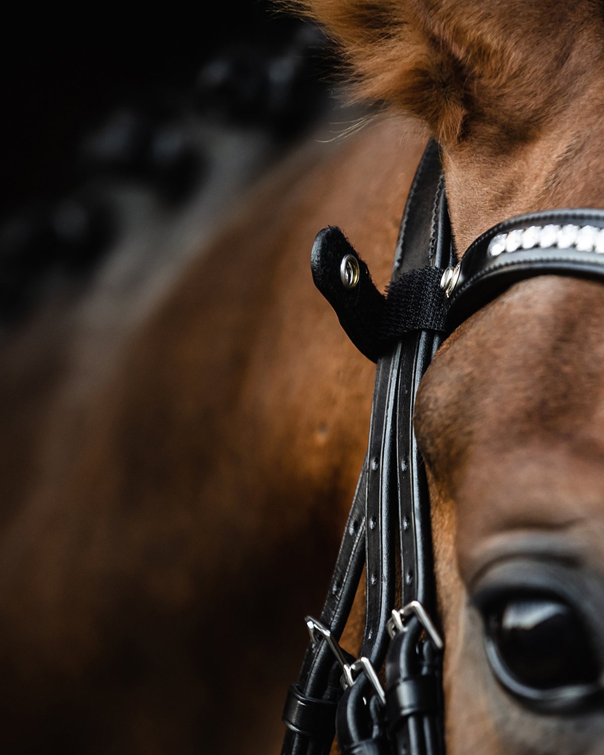 Schockemohle Bridle Charleston black/silver