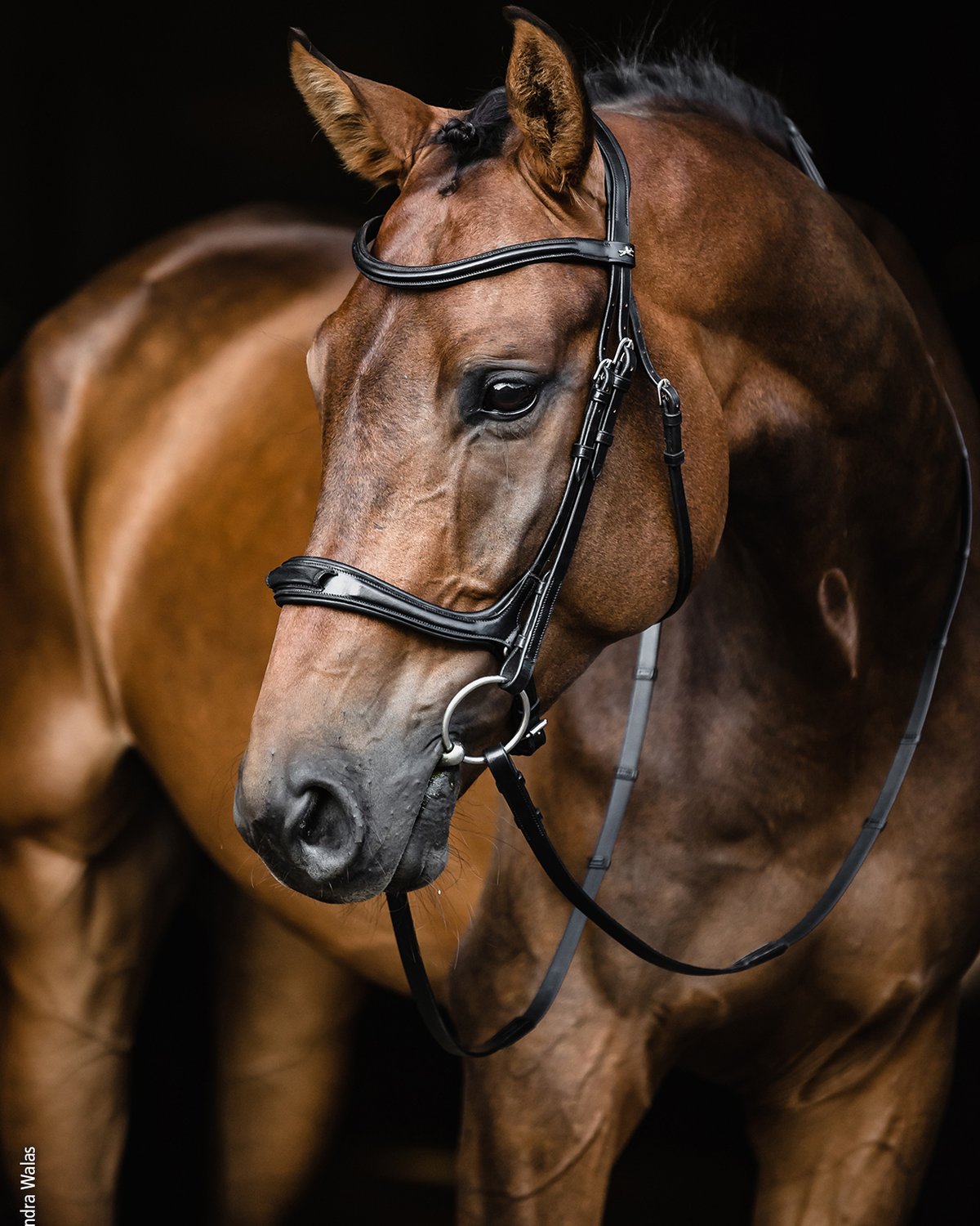 Schockemohle Bridle Ancona Select black/silver