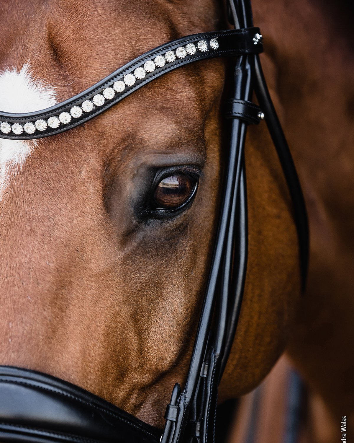 Horse with Schockemöhle Kensington Double Bridle - Black & Silver Equestrian Bridle with Crystals