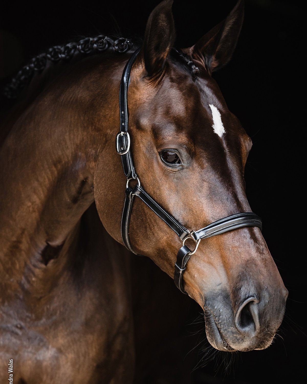 Schockemohle Head Collar Ulm Pro black/silver