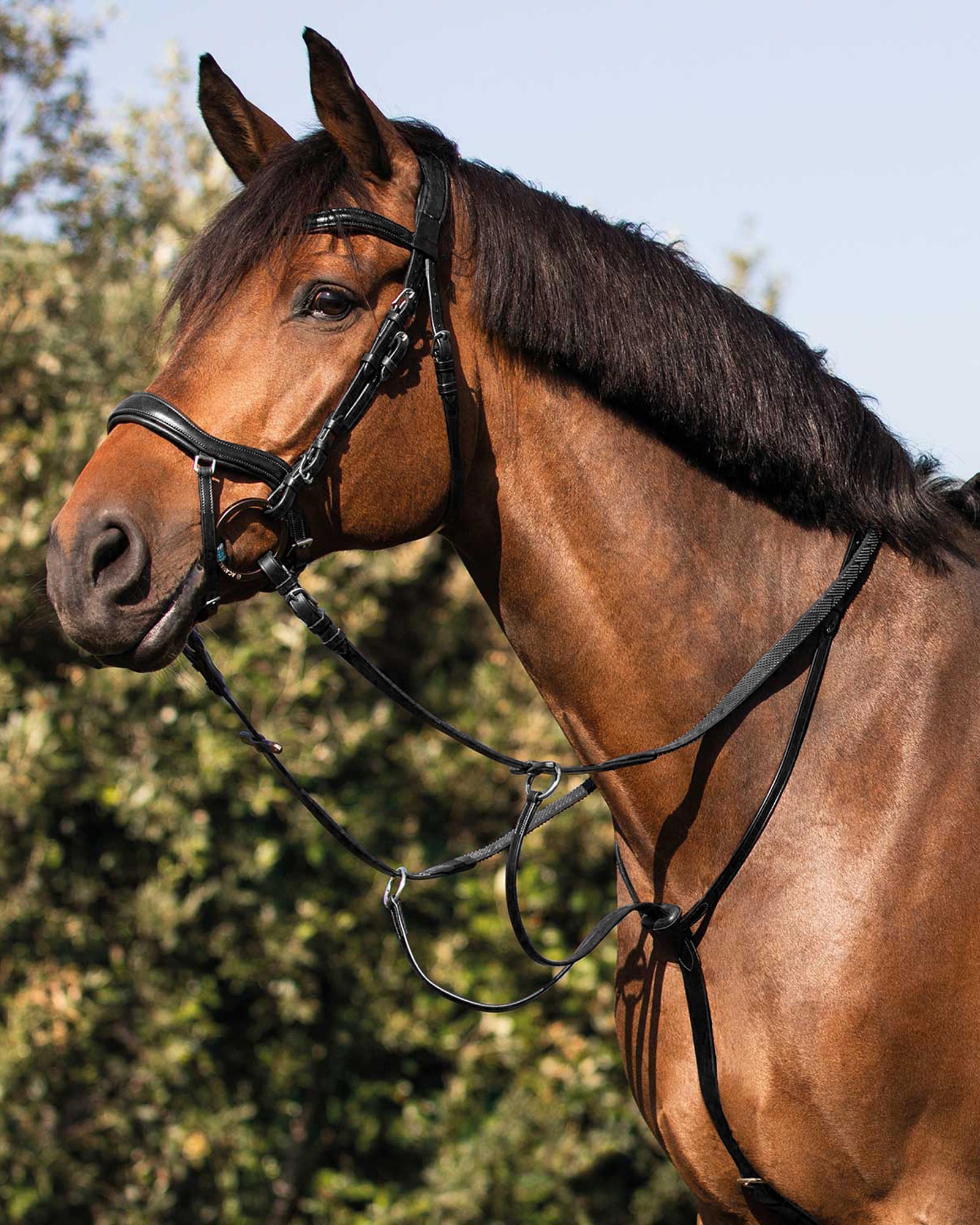 Acavallo Collier Martingale Calfskin Black