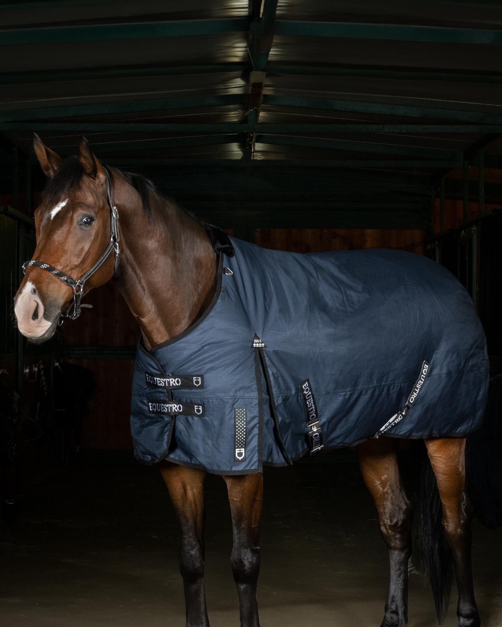 Equestro Nevada 250g Turnout Rug In Rip Stop Fabric Navy | Equiflair