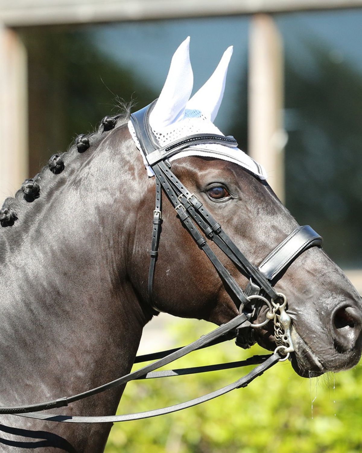 KM Elite Horse Fly Veil - White with Black Trim - Protection from Flies, Comfortable Fit, Equestrian Gear