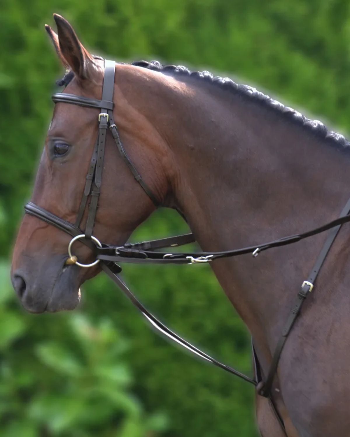 Hy Equestrian Market Harborough Brown