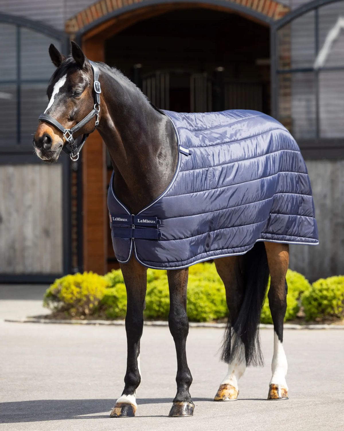 LeMieux Horse Rug Liner 200g - Equiflair. Horse in a padded blue blanket.
