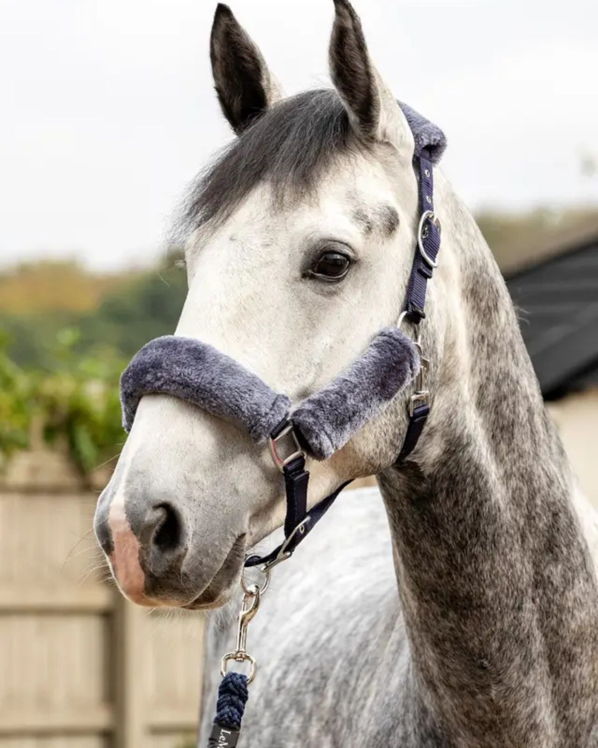 LeMieux Comfort Headcollar Navy