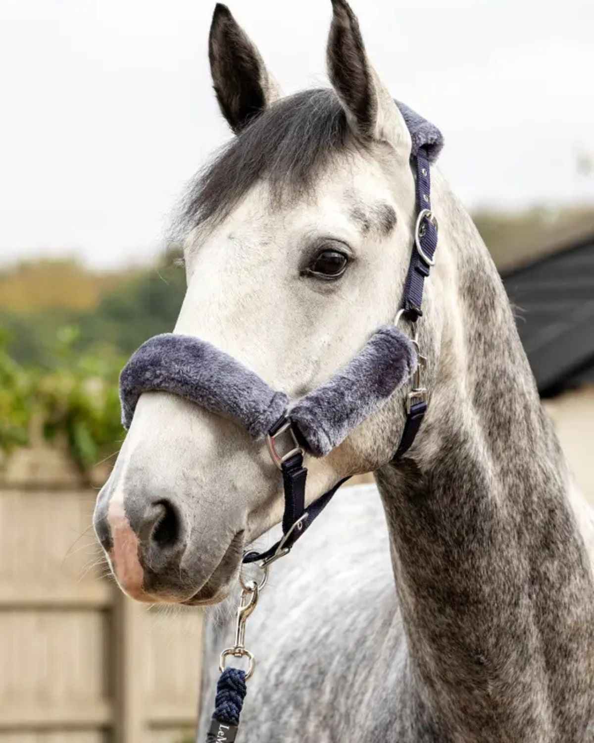 LeMieux Comfort Headcollar Navy