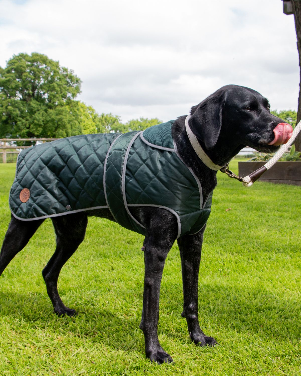 Ancol Heritage Quilted Dog Coat Green