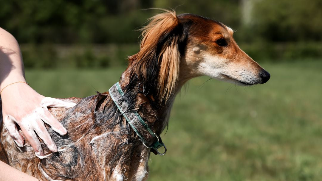 Saluki dog getting a soothing oatmeal shampoo bath outdoors with Equine America Oat-So-Soothing Dog Shampoo.