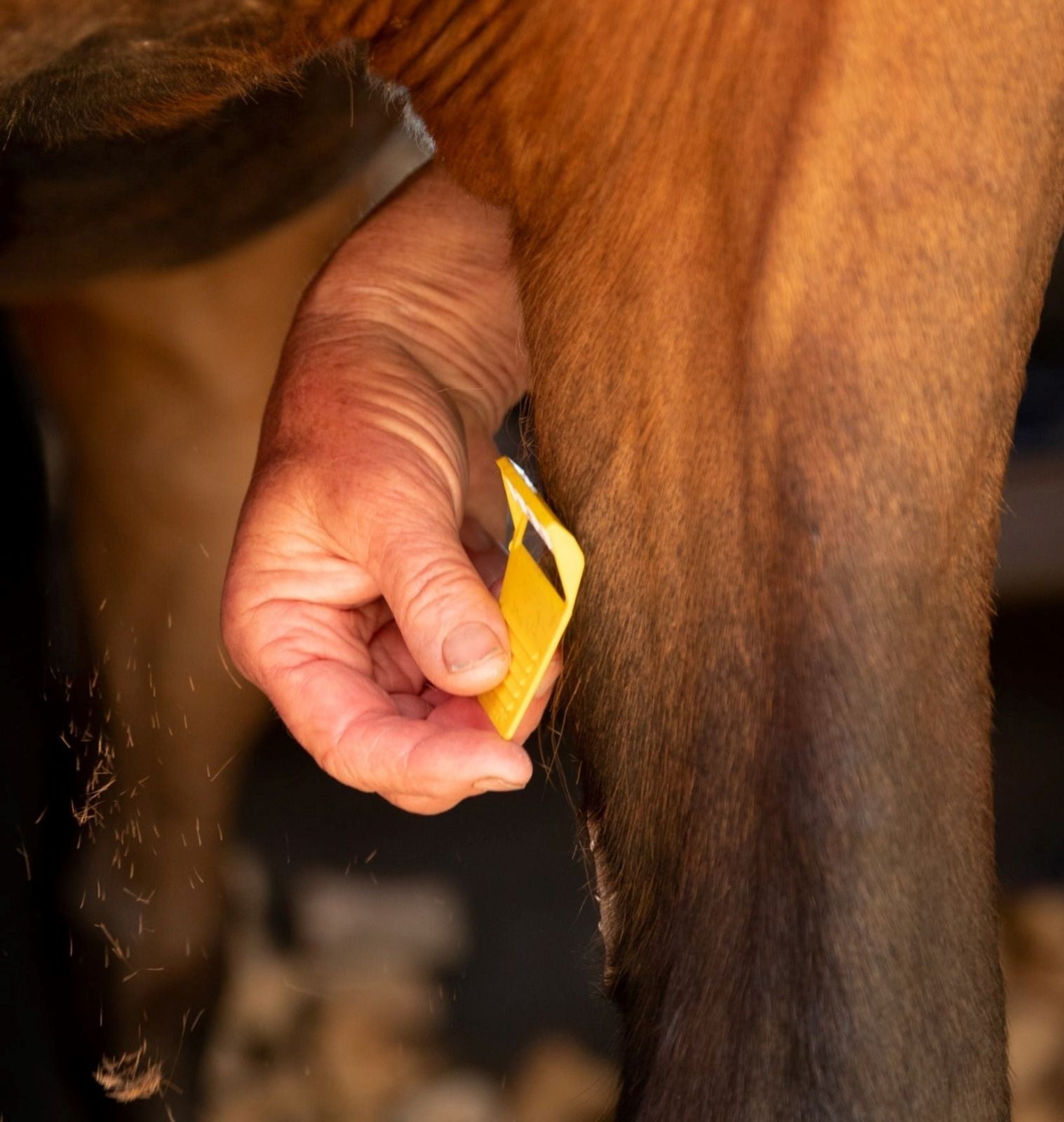EquiShave: Horse Grooming Tool - Tidy Fiddly Areas with Equiflair Smart Grooming Blade
