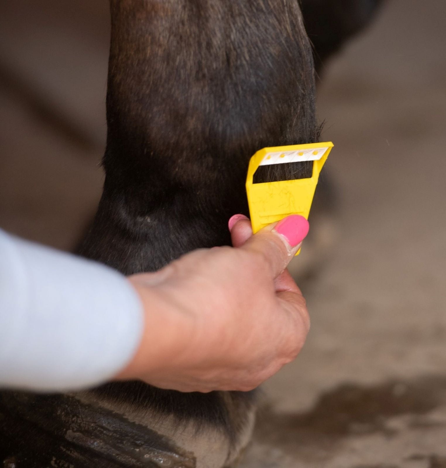 Smart Grooming Equishave: Close-up of Equine Leg Being Trimmed with Yellow Trimmer