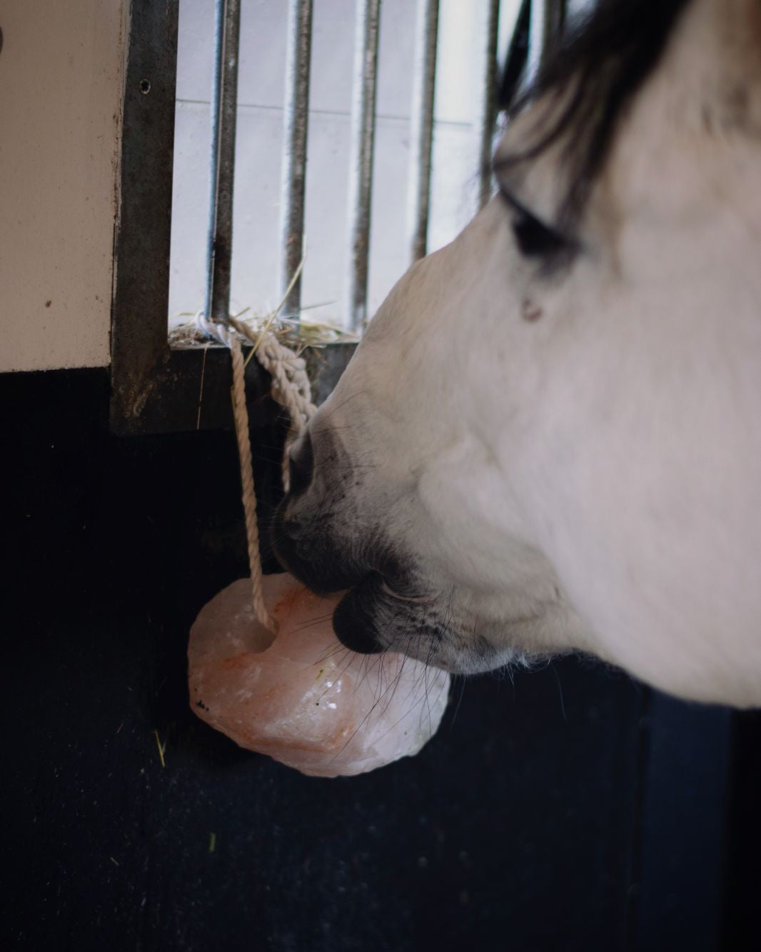 KM Elite Himalayan Salt Lick