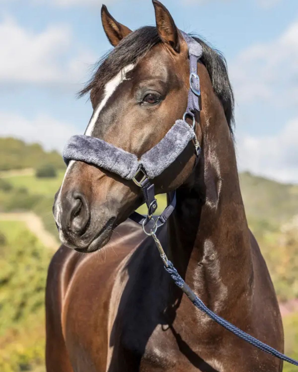 LeMieux Comfort Headcollar Navy
