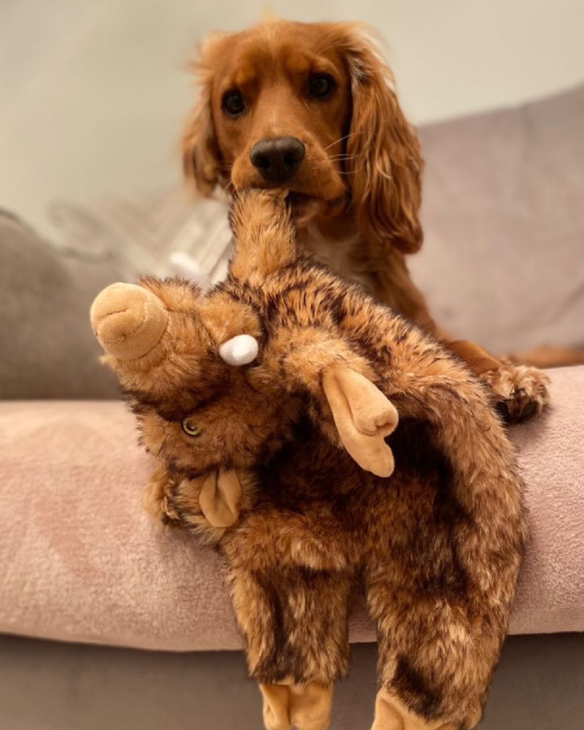 Ancol Heritage Huge Hog Dog Toy