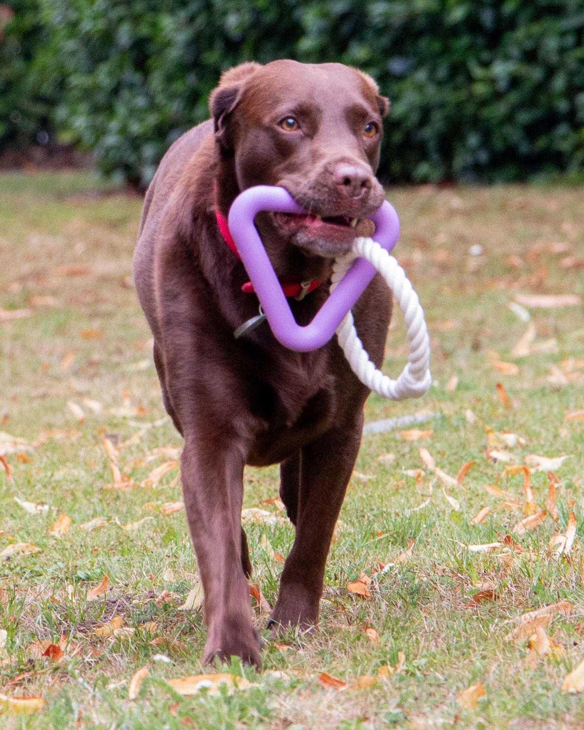 Ancol Playtime Natural Ropey Triangle Purple Dog Toy