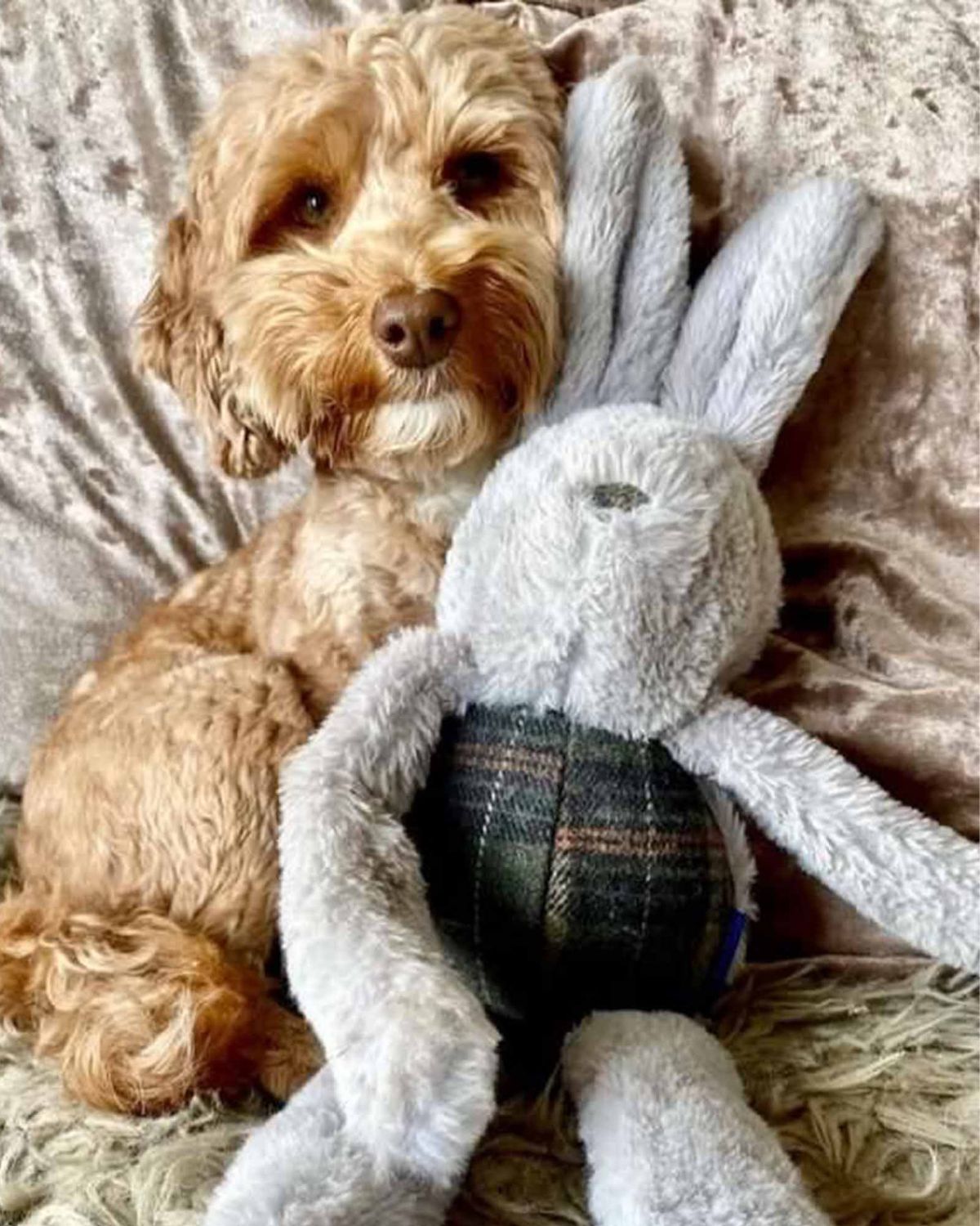 Ancol Heritage Floppy Bunny Dog Toy