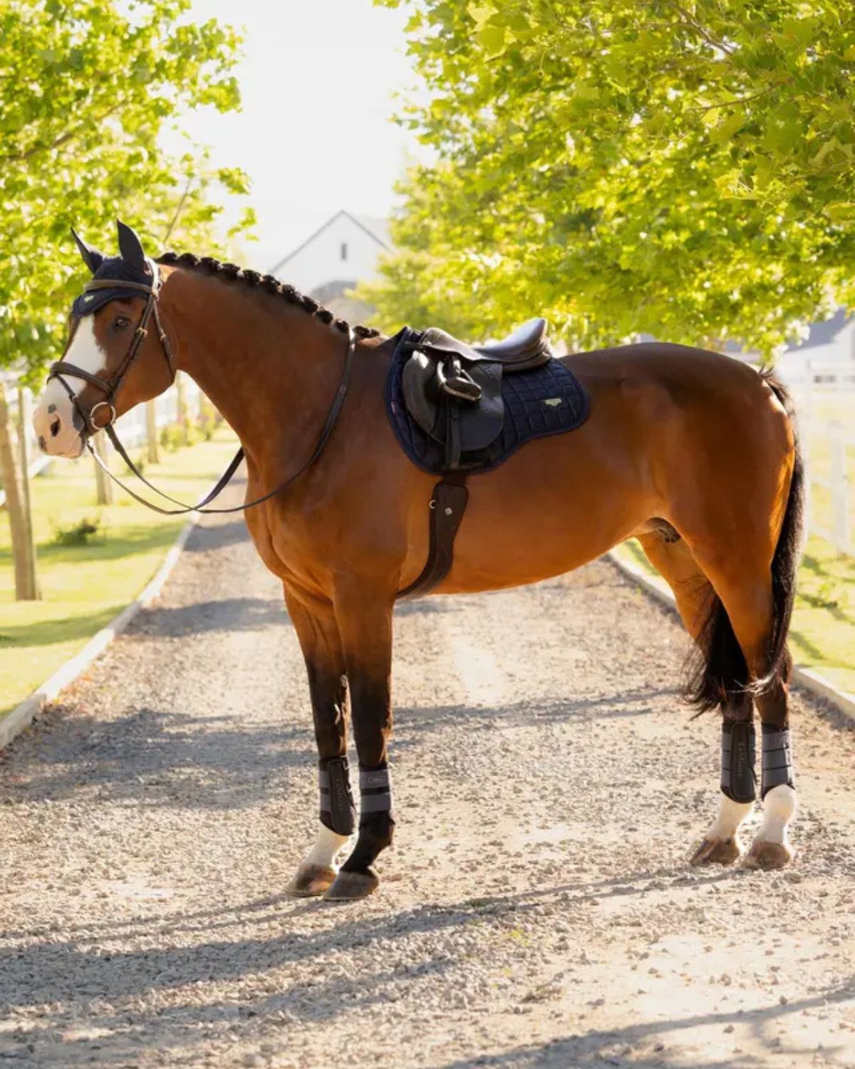 LeMieux Loire Classic GP Square Navy | Equiflair