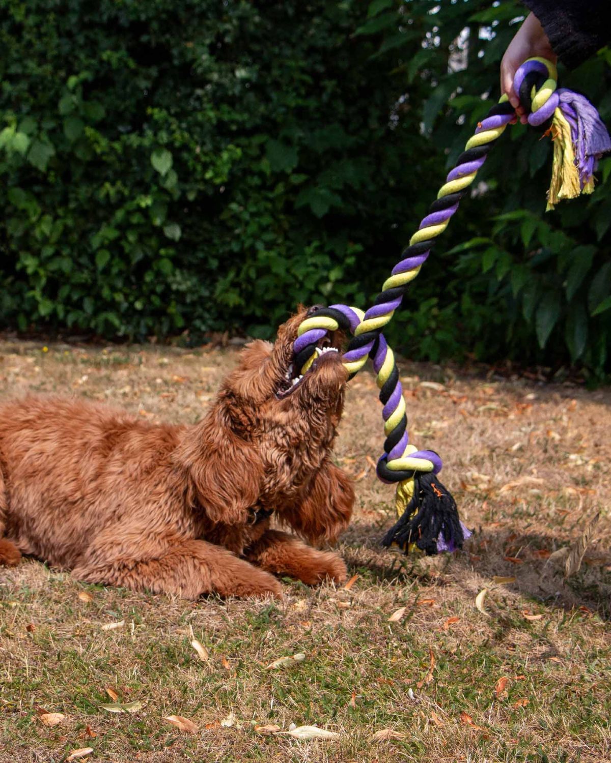 Ancol Playtime Tricoloured Jumbo Rope Dog Toy