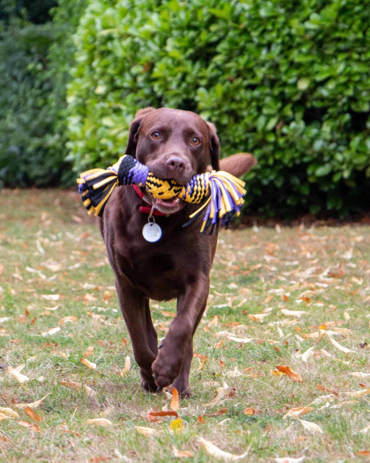 Ancol Playtime Squeak T-Shirt Rope Ball Medium Dog Toy