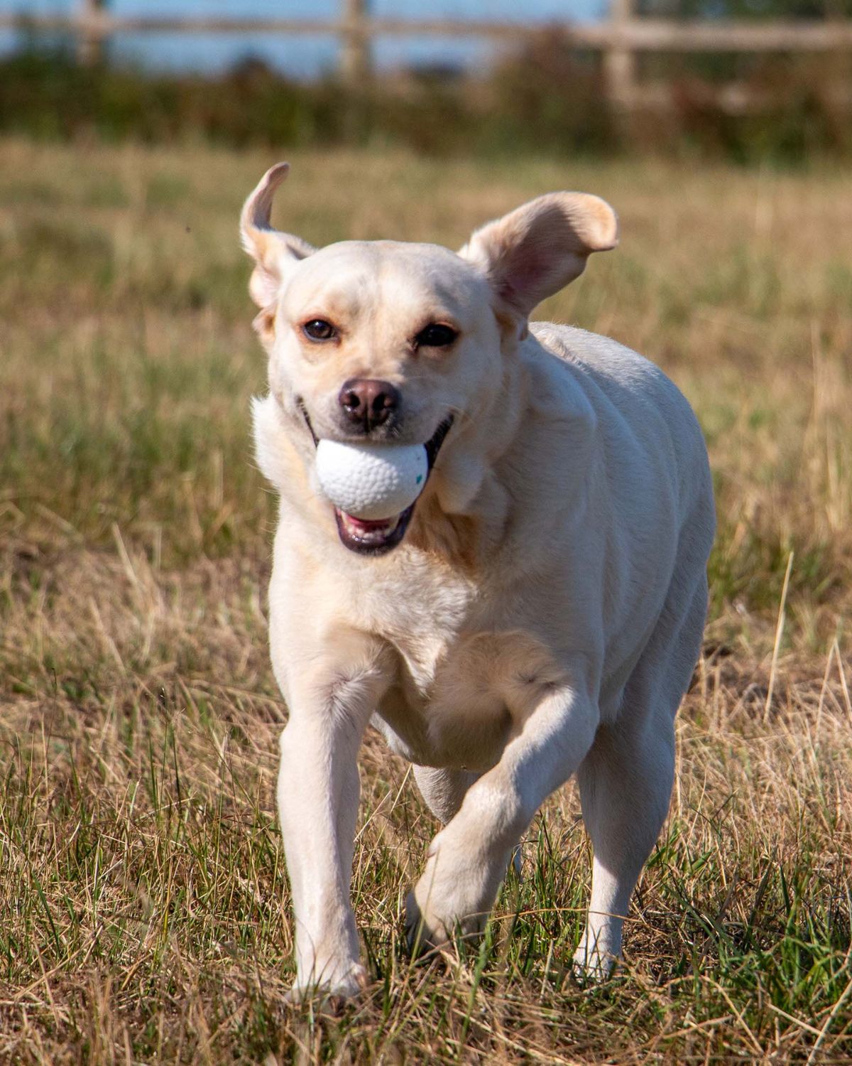 Ancol Chase Floating Ball Dog Toy
