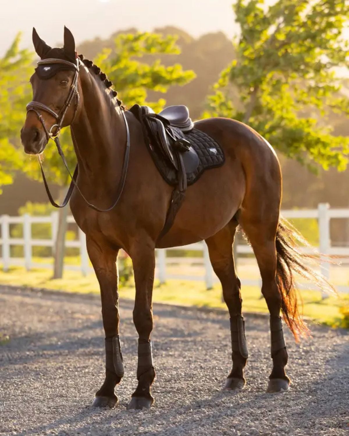 Bay horse wearing LeMieux Loire Classic GP saddle pad. Equestrian equipment. Outdoor photo.