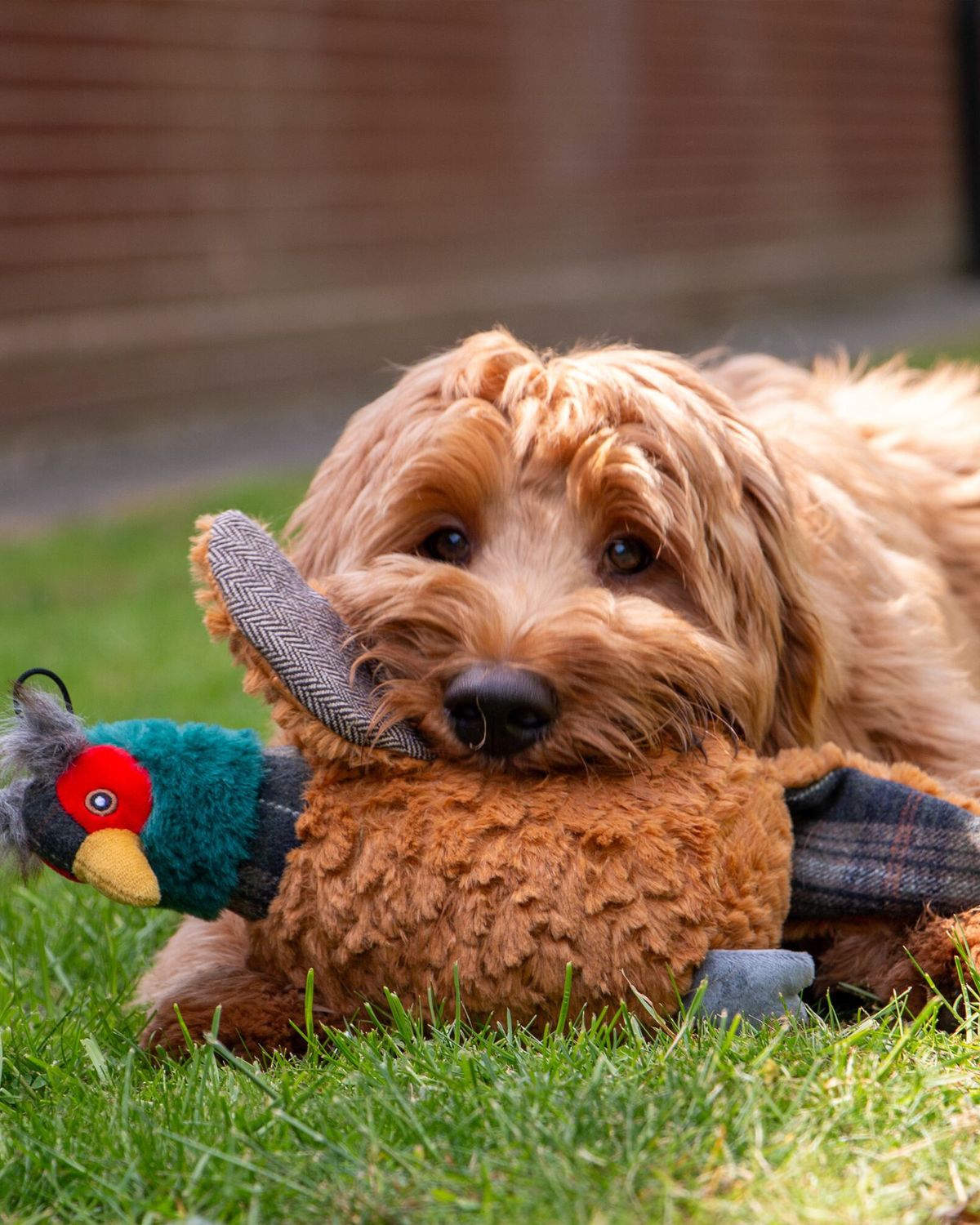Ancol Heritage Phoebe Pheasant Dog Toy